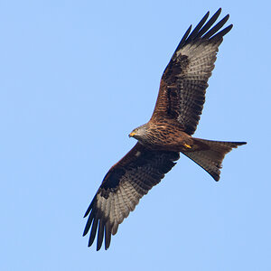 OF2_36084.jpg