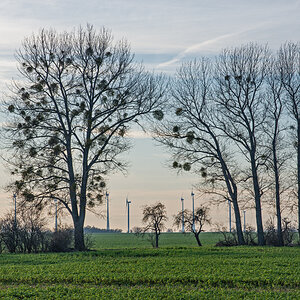 OF2_35950.jpg
