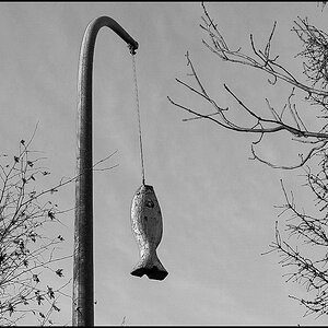 Fischkunst.jpg