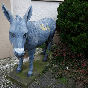 Z50_0798_DxO.jpg