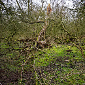 Z50_0817_DxO.jpg