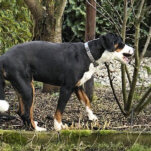Nachbarhund spielt Gärtner bei uns.jpg