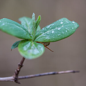 Clematis.jpg