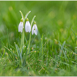 054 Schneeglöckchen im Schrebergarten