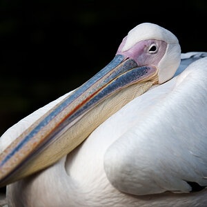 Stuttgart
Zoo "Wilhelma"