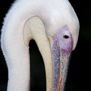 Stuttgart
Zoo "Wilhelma"