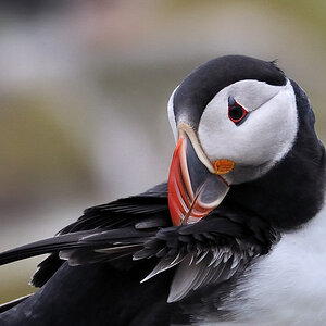 puffin3