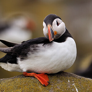 puffin6