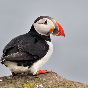 puffin7