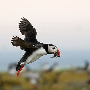 puffin8
