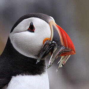 puffin9
