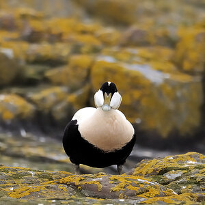 Eiderente, Farne Isle
