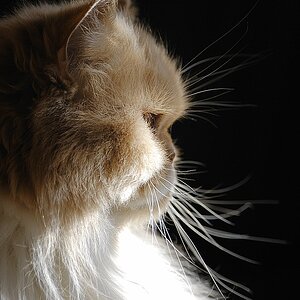 Lizzy01
