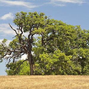Julibaum