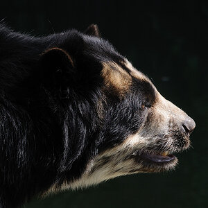 Baer01