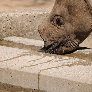 Rhino02