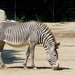 DSC 3746 zebra