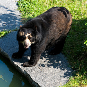 DSC 3759 baer