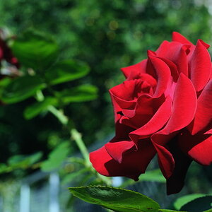 Rose03