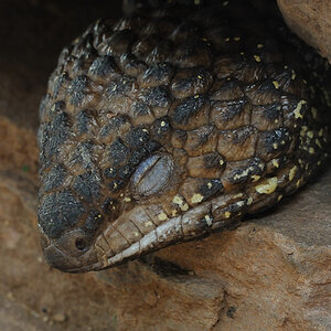 Skink