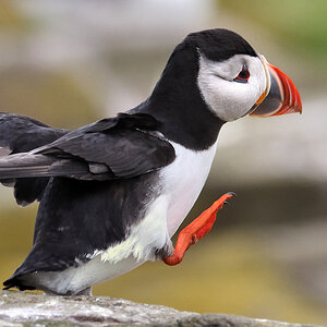 puffin2