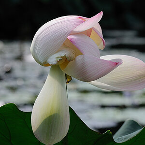 Blume01