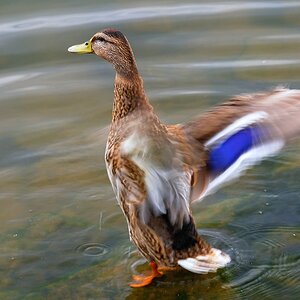 Ente beim Trocknen