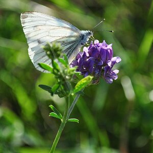 Schmetterling 1