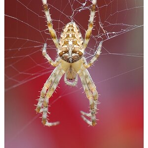 (ROT)-Spinne