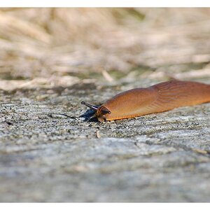 Rennschnecke