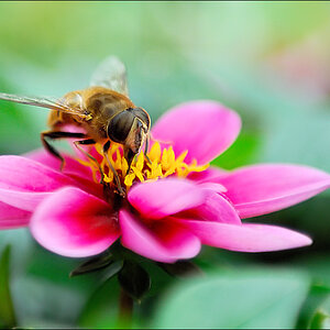 Mistbiene D2X 3516 1
Mistbiene (Eristalis tenax), männlich

EXIFs:
Kamera: NIKON D2X
Objektiv: AF-S Zoom-Nikkor 24-70mm F2.8G ED
Konverter: Kenko 1,4×
