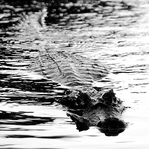 DSC 5620 sw