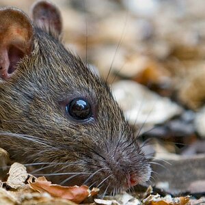 Ratte01 crop
Kontrast erhöht, Farbsättigung auch, geschärft