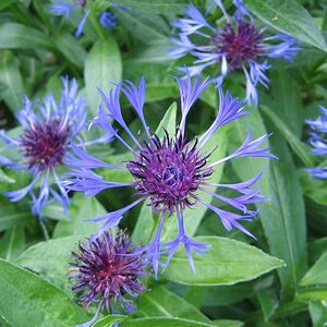 Im Garten der Dänischen Königsfamilie