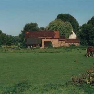 KoppelPferde