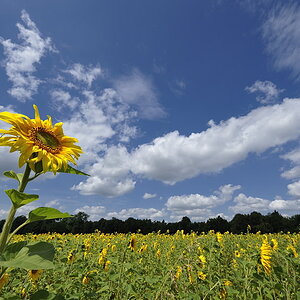 20090728 141754 Blutenburg Sonne