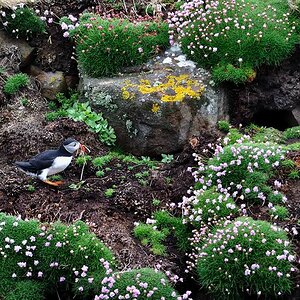handa puffin