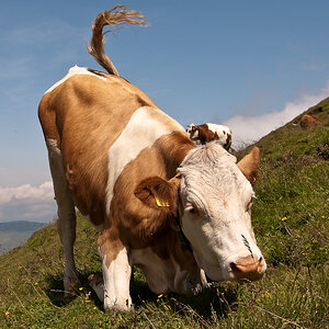 süd 6926