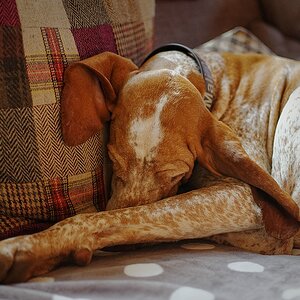 Sofaqueen
