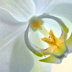 Blüte2.jpg