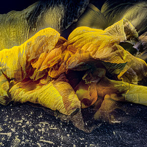 Daffodil from Outer Space