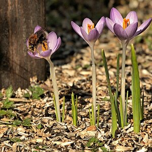_Eingepudert weiter zur nächsten Blüte.jpg