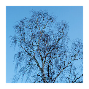 064 Birke im Wind
