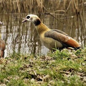 _Nilgänse.jpg