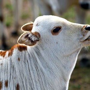 Tiere vom Bauernhof 2.jpg