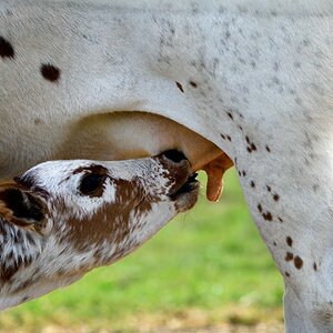 Tiere vom Bauernhof 3.jpg