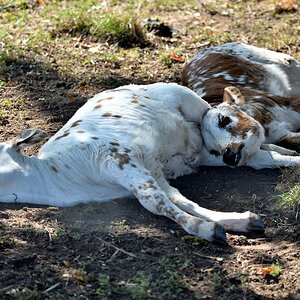 Tiere vom Bauernhof 4.jpg