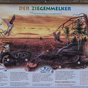 Ziegenmelker.jpg