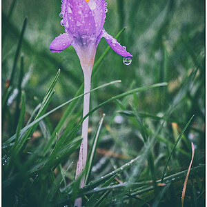 068 Krokus mit Regentropfen