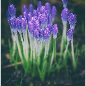 069 Krokusse im Regen